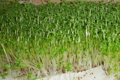 Kỹ thuật trồng cây rau mầm bằng khăn giấy đơn giản bất ngờ