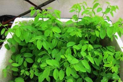 Kỹ thuật trồng cây rau ngót trong thùng xốp tuơi tốt quanh năm