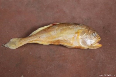 Cá tụng vàng 1 triệu đồng/kg 'soán ngôi' sủ vàng có gì đặc biệt?