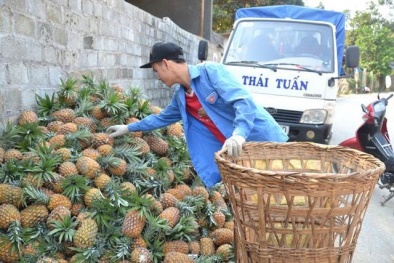 Lào Cai: Doanh nghiệp mua hàng trăm hecta dứa thối về nghiên cứu