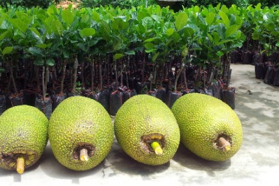 Mít Thái tăng giá đột biến, nhà vườn đua nhau trồng