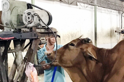 Phát hiện cơ sở bơm nước lã vào bụng bò trước khi mổ