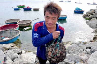 Dân đảo Lý Sơn: Kiếm bạc triệu mỗi ngày từ săn ốc mặt trăng