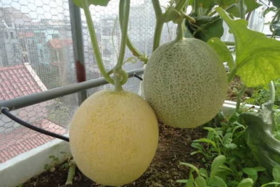 Kỹ thuật trồng cây dưa lưới tại nhà chỉ 3 tháng đã có quả ăn