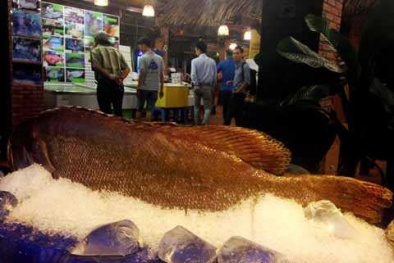 Đại gia TP.HCM mua cá mú nghệ 'khổng lồ' nặng hơn tạ giá 2,5 triệu đồng/kg