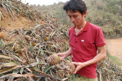 Kết quả ban đầu kiểm tra NM luyện kim màu Lào Cai nghi gây thối dứa