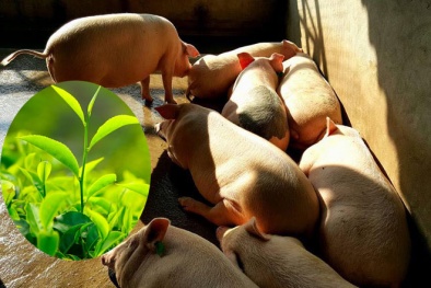 Thực phẩm hữu cơ: Đắt có 'xắt ra miếng'?