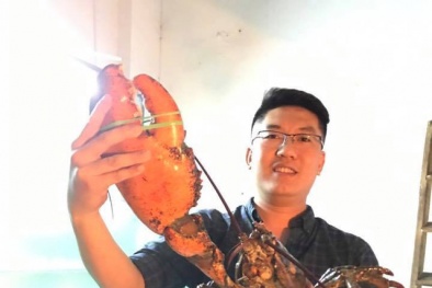 Tôm hùm 'khủng' nặng 6kg/con đại gia Hà thành 'săn lùng' có gì đặc biệt?