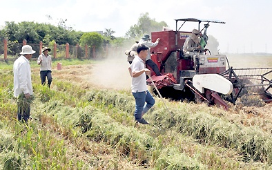 Sáng tạo máy gặt lúa lùa chuột vào bẫy ở Đồng Tháp Mười