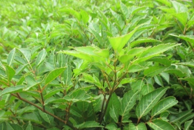 Kỹ thuật trồng cây Đinh lăng đơn giản và cho năng suất cao