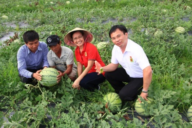 Siêu thị Big C chung tay 'giải cứu' dưa hấu Quảng Ngãi