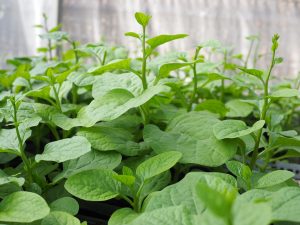 Kỹ thuật trồng cây rau Mồng tơi xanh mơn mởn khắp vườn nhà
