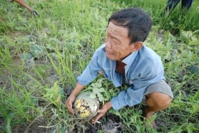 'Một miếng khi đói bằng một gói khi no', người Việt lại đồng lòng giúp nhau trong chiến dịch giải cứu dưa hấu