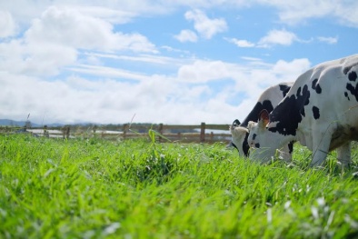 Organic - Xu hướng sống xanh khởi nguồn từ ly sữa hữu cơ tươi ngon thuần khiết