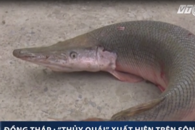Cận cảnh 'thủy quái' xuất hiện trên sông Tiền