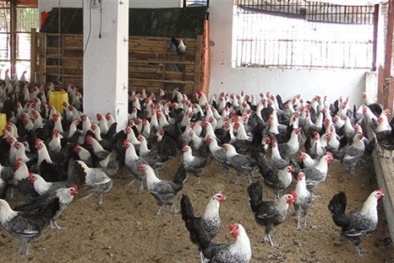 Làm giàu nhờ mô hình kinh doanh gà siêu trứng
