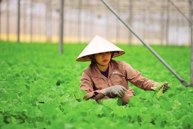 Đà Nẵng quy hoạch 7 vùng sản xuất, ứng dụng nông nghiệp công nghệ cao