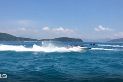 Tàu lặn cá heo, cá voi độc đáo ở Nha Trang