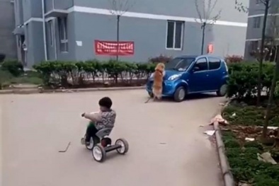 Chú chó lao vào ôtô đang chạy để bảo vệ chủ nhân