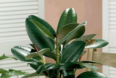 Kỹ thuật trồng cây đa búp đỏ mang tài vận, quyền uy cho gia chủ