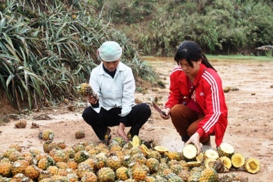 Vụ dứa thối ở Lào Cai: Vì sao người dân không đồng tình phương án đền bù 44 triệu đồng/ha?