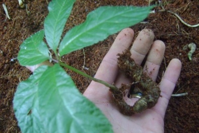 Kỹ thuật trồng cây sâm Ngọc Linh thế nào để trở thành đại gia?