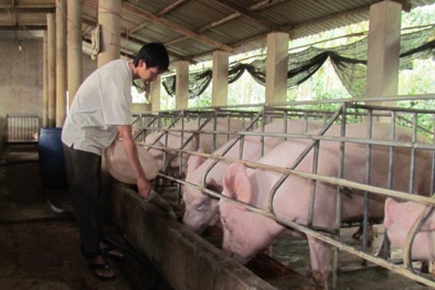 Nguyên nhân nào khiến giá thịt heo tăng 5 lần khi đến tay người tiêu dùng?