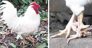 Mục sở thị gà chín cựa bạch tạng ở Hải Dương