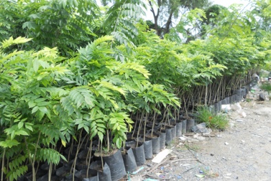 Có tiền tỷ 'chớp nhoáng' nhờ vận dụng chuẩn kỹ thuật trồng cây sưa quý hiếm