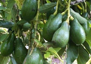 Kỹ thuật trồng cây bơ và cách nhân giống đơn giản nhất
