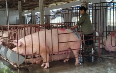 ‘Giải cứu’ thịt lợn: Ngân hàng đầu tiên tung gói vay 500 tỉ đồng với lãi suất thấp
