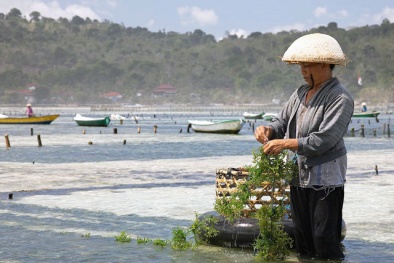 Nuôi trồng rong biển: Hướng đi phát triển thủy sản bền vững