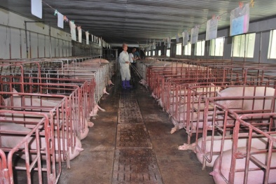 Giá thịt lợn hơi đã tăng lên sau hàng loạt biện pháp ‘giải cứu’