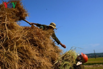 Quảng Ngãi: Rơm khô ‘sốt’ giá, nhiều người tranh nhau mua
