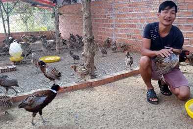 Độc đáo cách nuôi chim trĩ bằng nhạc