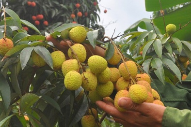 100.000 đồng/kg vải đầu mùa, thương lái lãi 2 triệu đồng/ngày