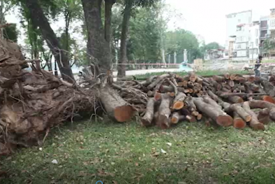 Hà Nội: Chặt hạ hàng loạt cây xà cừ cổ thụ trong Công viên Thống Nhất