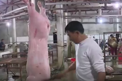 Thực hư bên trong lò giết mổ treo: Sạch hay bẩn?