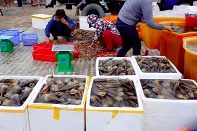 Hà Tĩnh: Kiếm tiền triệu mỗi ngày nhờ trúng sò mai