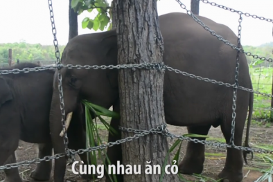 Tình bạn của hai chú voi rừng bị lạc bầy ở Đăk Lăk