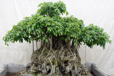 Kỹ thuật trồng cây Sanh và cách tạo thế bonsai đẹp như ý
