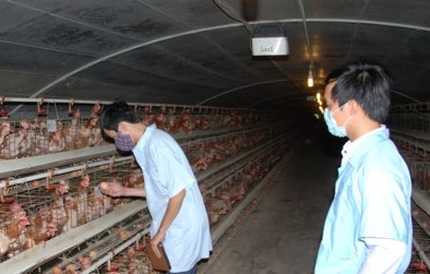 Đồng Nai: Hết giải cứu heo, đến lượt trứng gà ‘cầu cứu’
