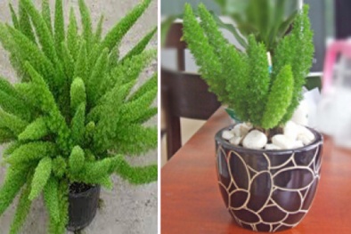 Kỹ thuật trồng cây Tùng đuôi chồn làm tiểu cảnh để bàn độc lạ