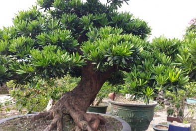 Kỹ thuật trồng cây Tùng La Hán và cách tạo thế bonsai mang lại tài lộc
