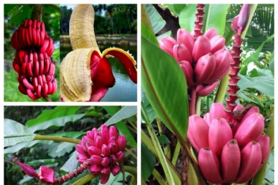 Kỹ thuật trồng cây chuối đỏ cho trái cực ngon mang lại 'siêu' lợi nhuận