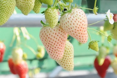 Kỹ thuật trồng dâu tây dứa tại nhà quả sai trĩu cành khiến ai cũng phát thèm