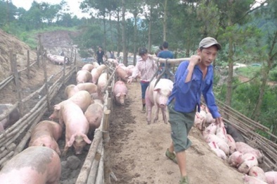 Trung Quốc đã đồng ý mở cửa nhập khẩu heo chính ngạch của Việt Nam