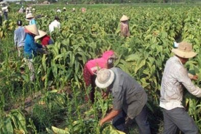Lao động nông nghiệp và phi chính thức làm ‘hạ thấp’ năng suất lao động ở Việt Nam