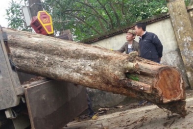 Vụ bán cây sưa 200 tuổi ở Bắc Ninh: Có sai phạm trong quá trình bán đấu giá?
