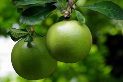 Kỹ thuật trồng cây Đào tiên vừa làm cảnh vừa lấy quả chữa bệnh cực tốt